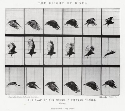 Eadweard Muybridge: Il volo degli uccelli da Eadweard Muybridge