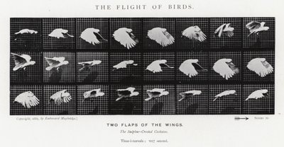Il volo degli uccelli da Eadweard Muybridge