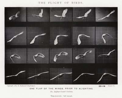 Il volo degli uccelli da Eadweard Muybridge