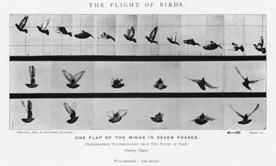 Il volo degli uccelli da Eadweard Muybridge
