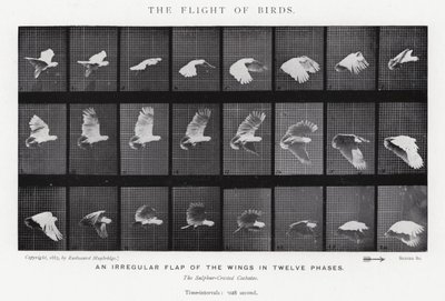 Il volo degli uccelli da Eadweard Muybridge