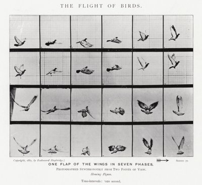 Eadweard Muybridge: Il volo degli uccelli da Eadweard Muybridge