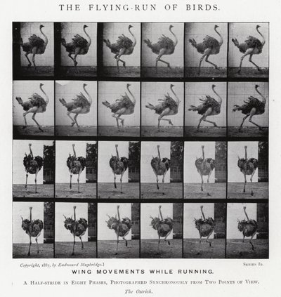 Eadweard Muybridge: La corsa volante degli uccelli da Eadweard Muybridge
