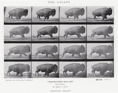 Eadweard Muybridge: Il galoppo da Eadweard Muybridge