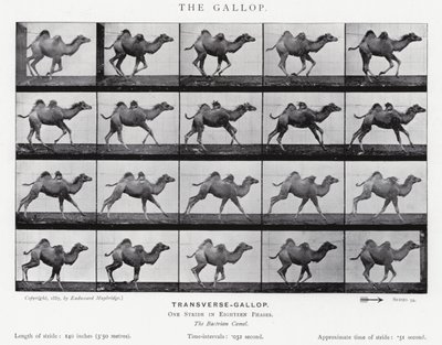 Eadweard Muybridge: Il galoppo da Eadweard Muybridge