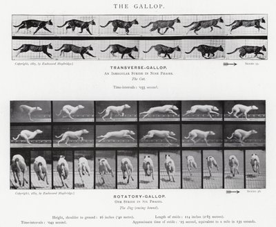 Il galoppo da Eadweard Muybridge