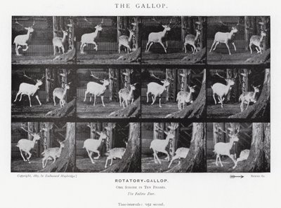 Il galoppo da Eadweard Muybridge