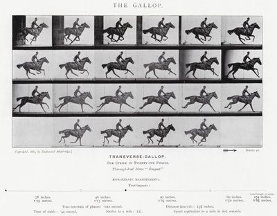Eadweard Muybridge: Il galoppo (foto in bianco e nero) da Eadweard Muybridge