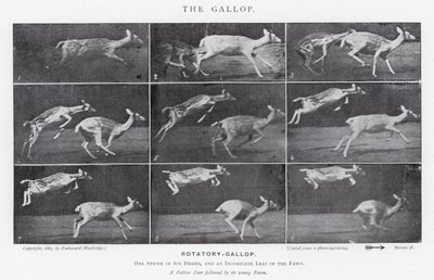 Eadweard Muybridge: Il galoppo (foto in bianco e nero) da Eadweard Muybridge