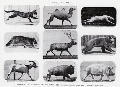 Eadweard Muybridge: Il galoppo (foto in bianco e nero) da Eadweard Muybridge