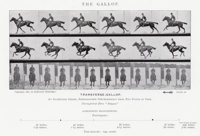 Eadweard Muybridge: Il galoppo da Eadweard Muybridge
