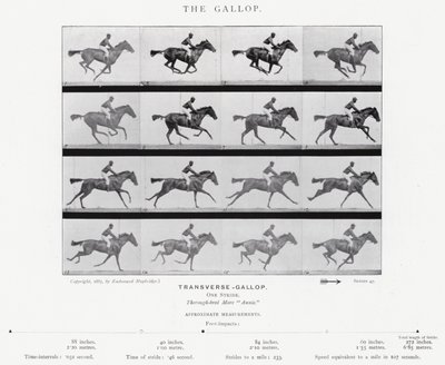 Eadweard Muybridge: Il galoppo da Eadweard Muybridge