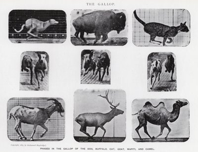 Il galoppo da Eadweard Muybridge
