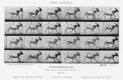 Eadweard Muybridge: Il galoppo da Eadweard Muybridge