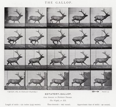 Eadweard Muybridge: Il galoppo da Eadweard Muybridge
