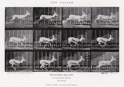 Eadweard Muybridge: Il galoppo da Eadweard Muybridge