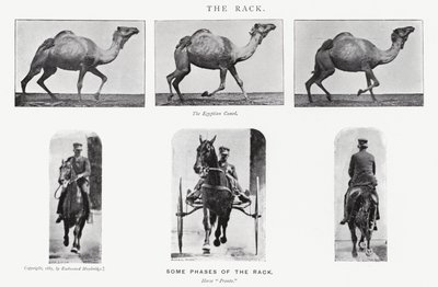 Eadweard Muybridge: Il rack da Eadweard Muybridge