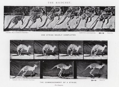 Eadweard Muybridge: Il rimbalzo da Eadweard Muybridge