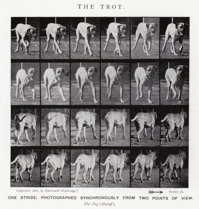 Eadweard Muybridge: Il trotto da Eadweard Muybridge