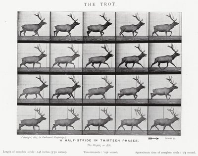 Il trotto da Eadweard Muybridge