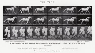 Eadweard Muybridge: Il trotto (foto in bianco e nero) da Eadweard Muybridge