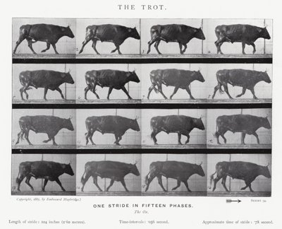 Eadweard Muybridge: Il trotto (foto in bianco e nero) da Eadweard Muybridge