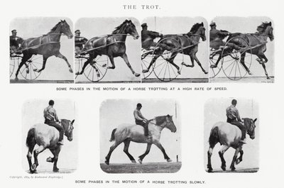 Eadweard Muybridge: Il trotto (foto in bianco e nero) da Eadweard Muybridge