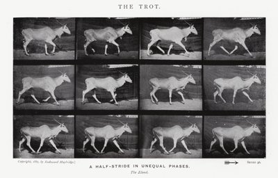 Eadweard Muybridge: Il trotto da Eadweard Muybridge