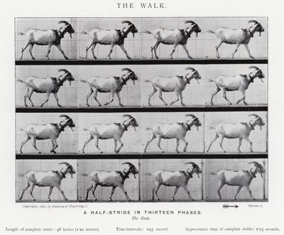 Eadweard Muybridge: La camminata da Eadweard Muybridge