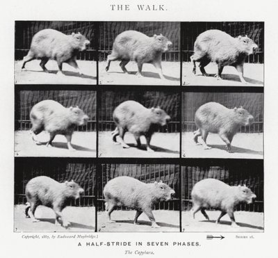 Eadweard Muybridge: La camminata da Eadweard Muybridge