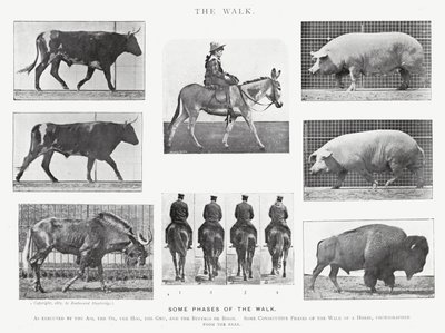 Eadweard Muybridge: La camminata da Eadweard Muybridge