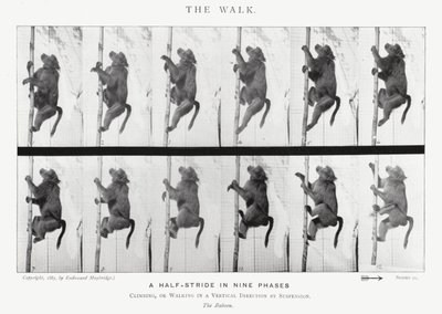 Eadweard Muybridge: La camminata da Eadweard Muybridge