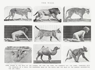 Eadweard Muybridge: La camminata da Eadweard Muybridge