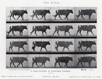 Eadweard Muybridge: La camminata (foto in b/n) da Eadweard Muybridge