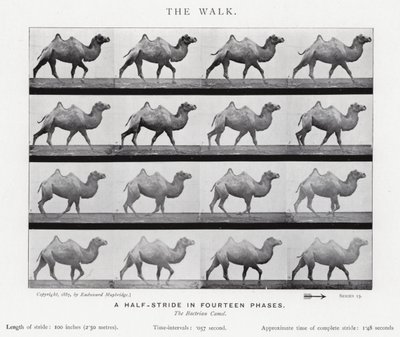 Eadweard Muybridge: La camminata (foto in b/n) da Eadweard Muybridge