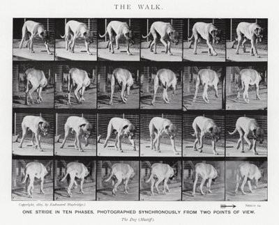 Eadweard Muybridge: La camminata (foto in b/n) da Eadweard Muybridge