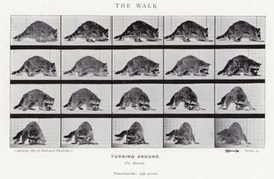 Eadweard Muybridge: La camminata (foto in b/n) da Eadweard Muybridge
