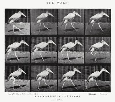 Eadweard Muybridge: La camminata (foto in b/n) da Eadweard Muybridge