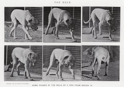 Eadweard Muybridge: La camminata (foto in b/n) da Eadweard Muybridge