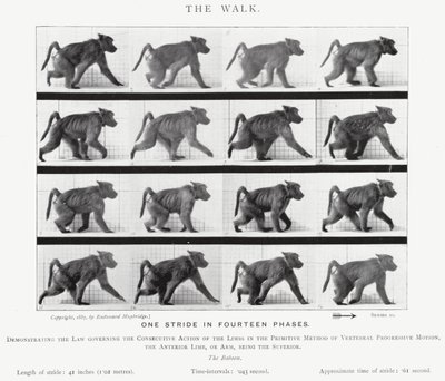 La camminata da Eadweard Muybridge