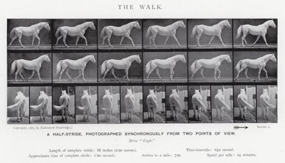 Eadweard Muybridge: La camminata (foto in bianco e nero) da Eadweard Muybridge