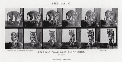 Eadweard Muybridge: La camminata da Eadweard Muybridge