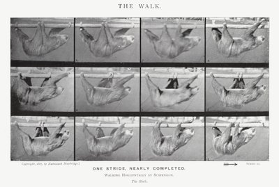 Eadweard Muybridge: La camminata da Eadweard Muybridge