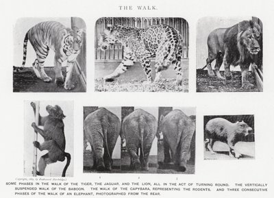 Eadweard Muybridge: La camminata da Eadweard Muybridge