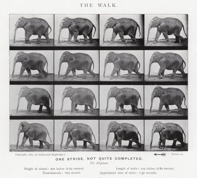 Eadweard Muybridge: La camminata da Eadweard Muybridge