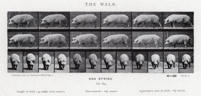 Eadweard Muybridge: La camminata da Eadweard Muybridge