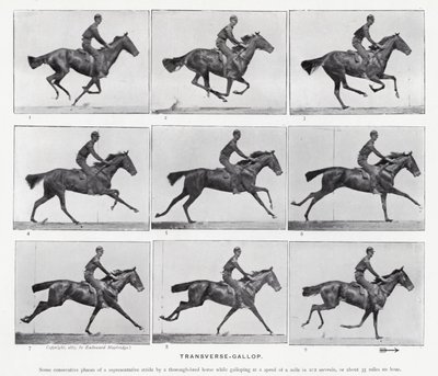 Eadweard Muybridge: Galoppo trasversale da Eadweard Muybridge