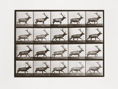 Alce, Tavola 692 da Animal Locomotion, 1887 da Eadweard Muybridge