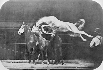 Salto sopra tre cavalli... cavallo castano Hornet, da 