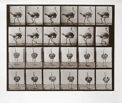 Struzzo che corre, Tavola 772 da Animal Locomotion, 1887 da Eadweard Muybridge